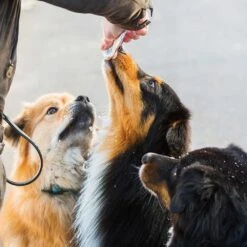 Schecker-zalmcrème -Benodigdheden Voor Huisdieren Winkel 0590244 2