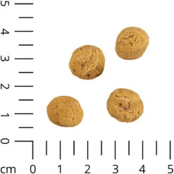 Insecta Nibbles Cricket (krekels & Zoete Aardappel) -Benodigdheden Voor Huisdieren Winkel 0590259 2
