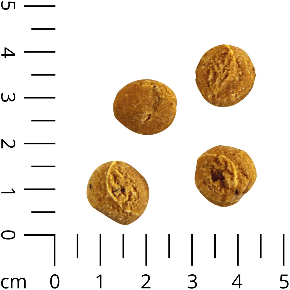 Insecta Nibbles Mealworm (meelworm & Pompoen) 3 Insecta Nibbles Mealworm (meelworm & Pompoen) - Afbeelding 3