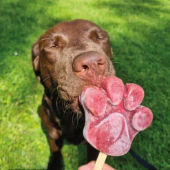 ICE ICE Buddy Hondenijs -Benodigdheden Voor Huisdieren Winkel 0590323 4