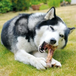 Reusachtig Struisvogelbot -Benodigdheden Voor Huisdieren Winkel 059085 2