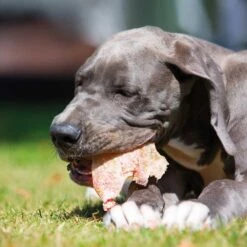 Varkensoren -Benodigdheden Voor Huisdieren Winkel 059210 3