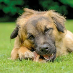Runderoren -Benodigdheden Voor Huisdieren Winkel 059296 2