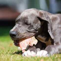Varkensoren Premium -Benodigdheden Voor Huisdieren Winkel 059706 3