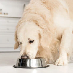 Schecker Nierdieetvoer - Natvoer - 5 Schecker Nierdieetvoer - Natvoer - -Benodigdheden Voor Huisdieren Winkel 059735 2