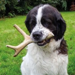 DOGREFORM Edelhert-gewei-snack -Benodigdheden Voor Huisdieren Winkel 059808 4