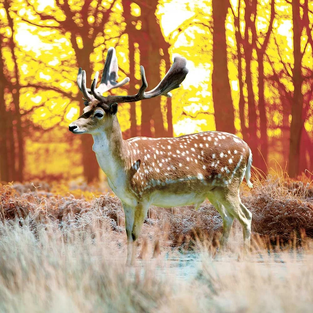 DOGREFORM Damhert-gewei-snack 2 DOGREFORM Damhert-gewei-snack - Afbeelding 2