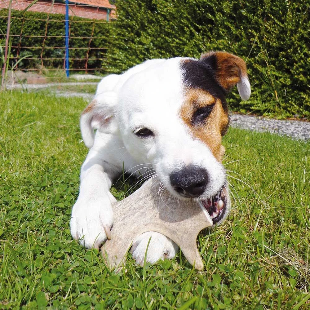 DOGREFORM Damhert-gewei-snack 4 DOGREFORM Damhert-gewei-snack - Afbeelding 4