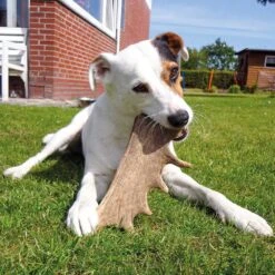 DOGREFORM Damhert-gewei-snack 9 DOGREFORM Damhert-gewei-snack -Benodigdheden Voor Huisdieren Winkel 059809 4