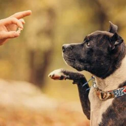 Mini Soft Bones Met Struisvogel & Aardappel - Glutenvrij - -Benodigdheden Voor Huisdieren Winkel 060210 2