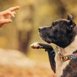 Mini Soft Bot Met Paard & Aardappel -glutenvrij- -Benodigdheden Voor Huisdieren Winkel 062047 2