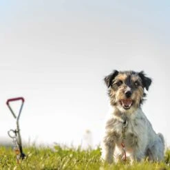 Trixie Bully-flexilijn -Benodigdheden Voor Huisdieren Winkel 068019 2