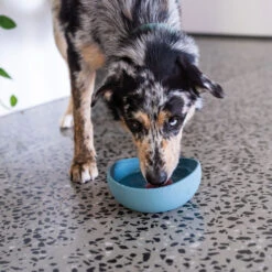 FuzzYard LIFE Siliconen Voerbak -Benodigdheden Voor Huisdieren Winkel 072237 3