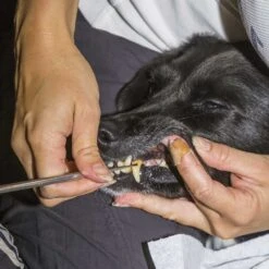 Tandsteenverwijderaarset, 2-delig -Benodigdheden Voor Huisdieren Winkel 073185 3