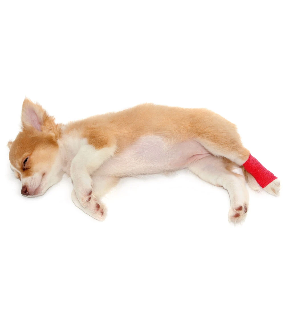 Honden-verband 3 Honden-verband - Afbeelding 3