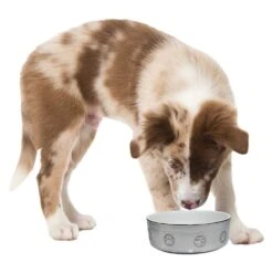 Keramieken Voerbak 'zilverpoten' 5 Keramieken Voerbak 'zilverpoten' -Benodigdheden Voor Huisdieren Winkel 074178 2