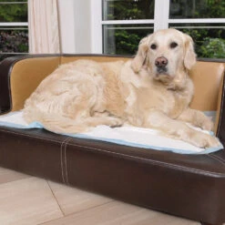 Incontinentiematten Voor Honden -Benodigdheden Voor Huisdieren Winkel 075105 2