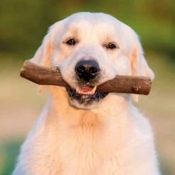 Landglut® Hondenspeelgoed Knorzi® -Benodigdheden Voor Huisdieren Winkel 0760057 3