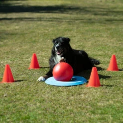 Hondengolf (doggie Golf Basisset) -Benodigdheden Voor Huisdieren Winkel 0760552 2