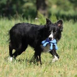 Kiwi Walker Octopus 7 Kiwi Walker Octopus -Benodigdheden Voor Huisdieren Winkel 0760566 3