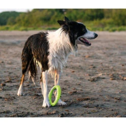 Kiwi Walker Ring 6 Kiwi Walker Ring -Benodigdheden Voor Huisdieren Winkel 0760567 2