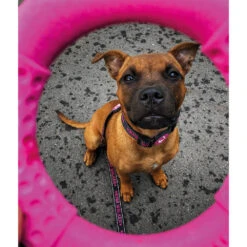 Kiwi Walker Ring 7 Kiwi Walker Ring -Benodigdheden Voor Huisdieren Winkel 0760567 3