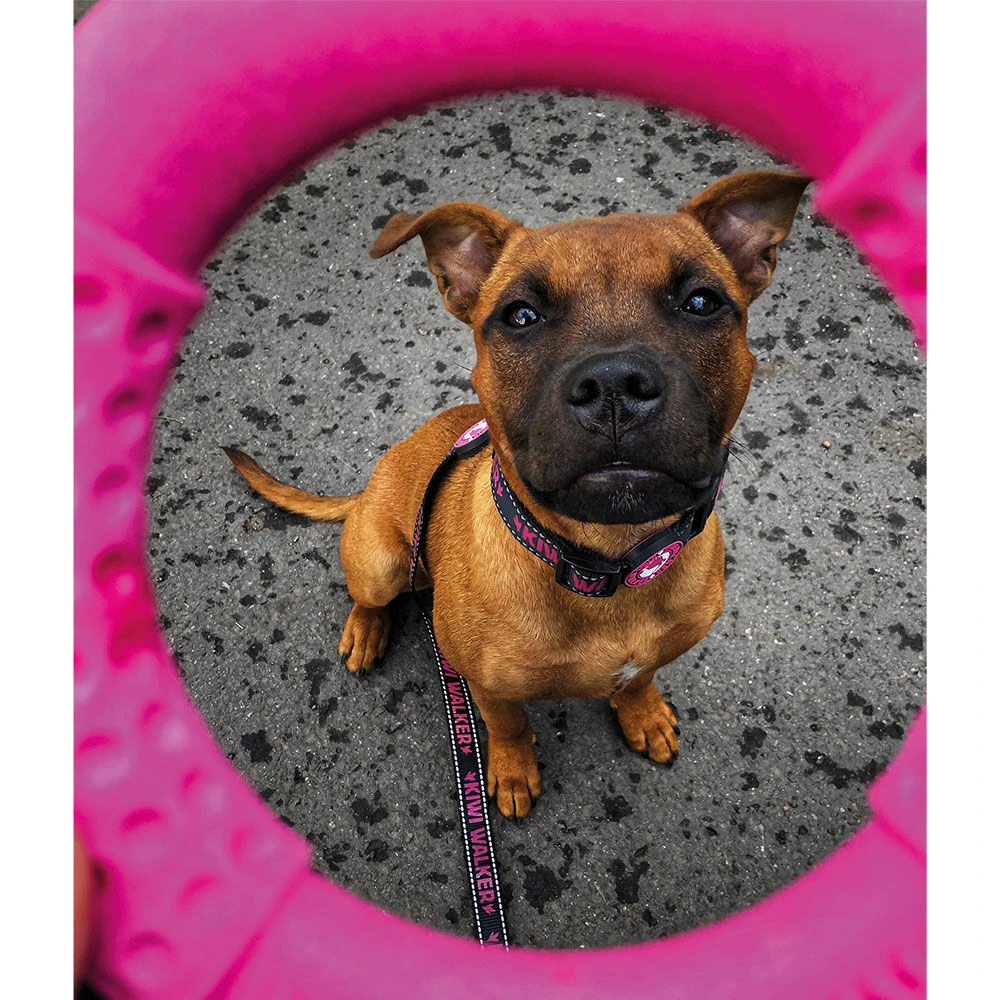 Kiwi Walker Ring 4 Kiwi Walker Ring - Afbeelding 4