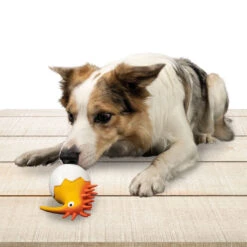 Hondenspeelgoed Kiwi -Benodigdheden Voor Huisdieren Winkel 0760570 3