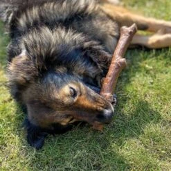 Zoek Stok -Benodigdheden Voor Huisdieren Winkel 076086 4