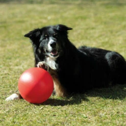 Drijfbal -Benodigdheden Voor Huisdieren Winkel 076242 2