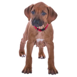 Puppy-halsbanden -Benodigdheden Voor Huisdieren Winkel 076529 2