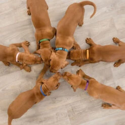 Puppy-halsbanden -Benodigdheden Voor Huisdieren Winkel 076529 3