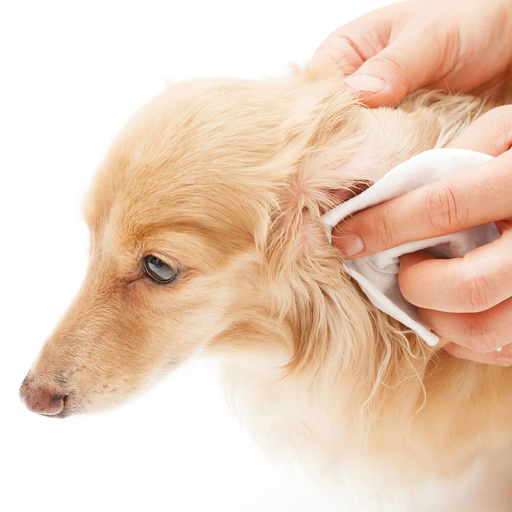 Oorverzorgings-set 2 Oorverzorgings-set - Afbeelding 2