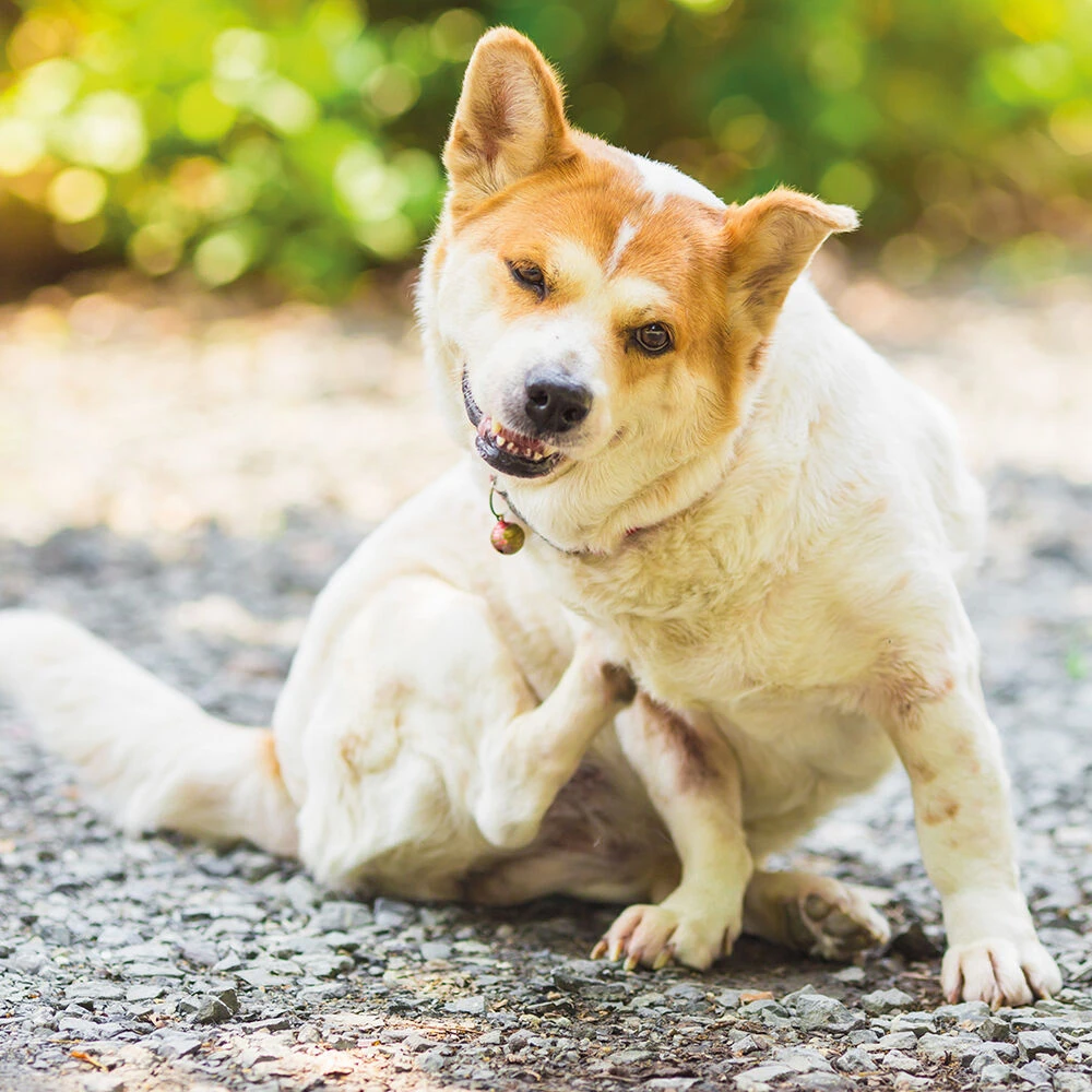 Voedingssupplement 'Vacht & Huid' 3 Voedingssupplement 'Vacht & Huid' - Afbeelding 3