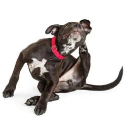 Voedingssupplement 'Derm-Caps' -Benodigdheden Voor Huisdieren Winkel 080378 2