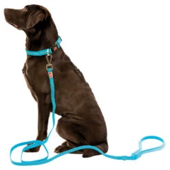 Wigzi Halsbanden NEON - Grootte M 6 Wigzi Halsbanden NEON - Grootte M -Benodigdheden Voor Huisdieren Winkel 0840008 2