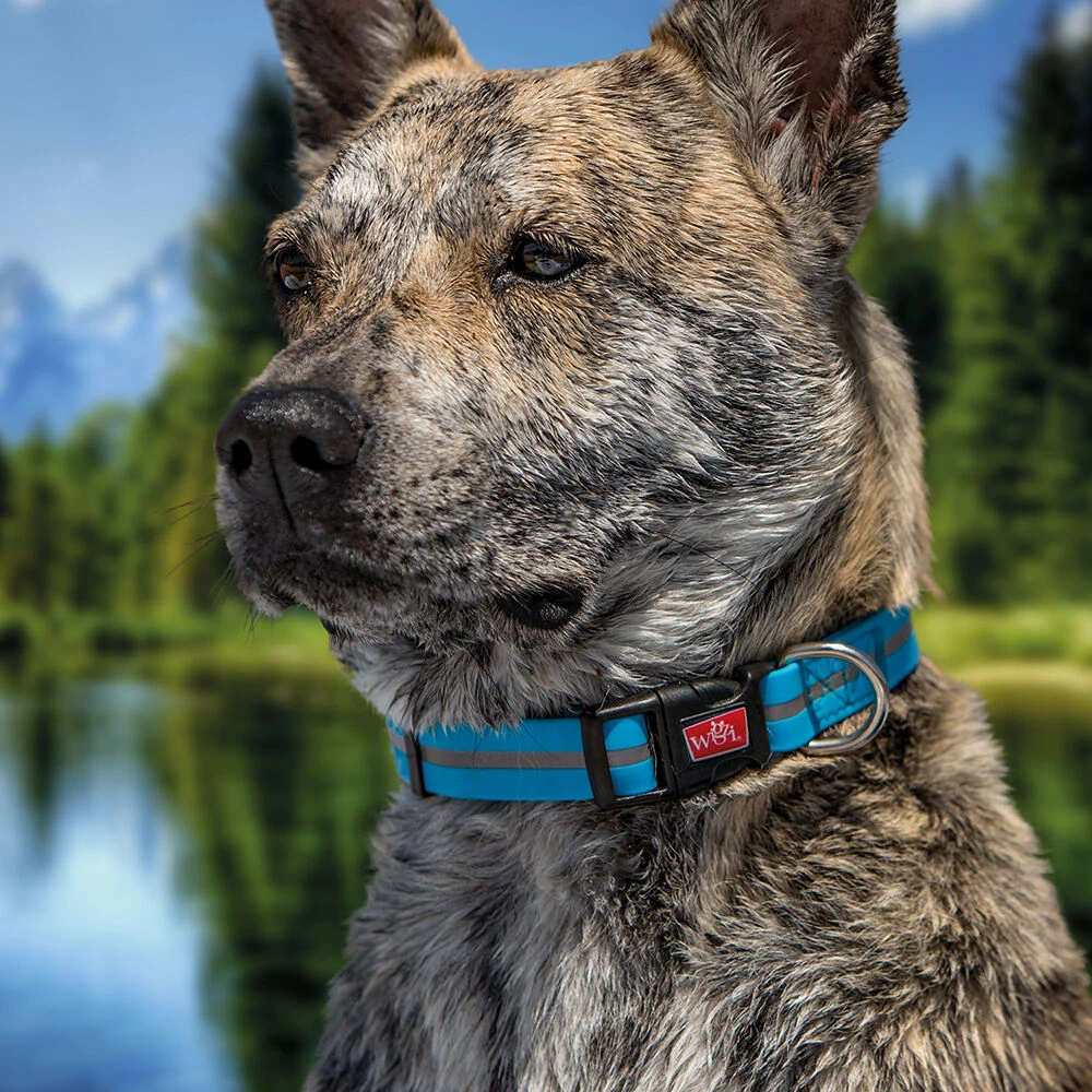 Wigzi Halsbanden NEON - Grootte M 4 Wigzi Halsbanden NEON - Grootte M - Afbeelding 4