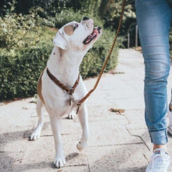 Hunter Solid Education Halsband, Kleur: Cognak -Benodigdheden Voor Huisdieren Winkel 0840019 4