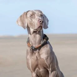 Honden Sliphalsband BE NORDIC -Benodigdheden Voor Huisdieren Winkel 0840070 2