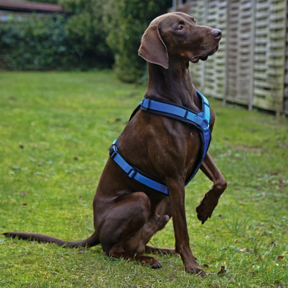 Annyx Fun-tuigje 2 Annyx Fun-tuigje - Afbeelding 2