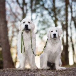 Schecker FOURSEASON - Lijn 4S 2,50 M / 16 Mm - -Benodigdheden Voor Huisdieren Winkel 0840118 3