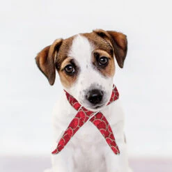 Koelhalsband Meloen -Benodigdheden Voor Huisdieren Winkel 0840130 3