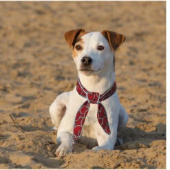 Koelhalsband Meloen -Benodigdheden Voor Huisdieren Winkel 0840130 4