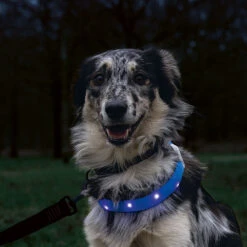 Beeztees Led-halsband Glowy Langhaar -Benodigdheden Voor Huisdieren Winkel 0840135 2