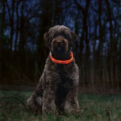 Beeztees Led-halsband Glowy Langhaar -Benodigdheden Voor Huisdieren Winkel 0840135 3