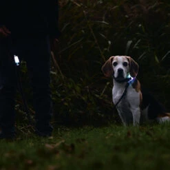 Beeztees Riem Met Verlichting Parinca -Benodigdheden Voor Huisdieren Winkel 0840138 2