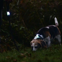 Beeztees Riem Met Verlichting Parinca -Benodigdheden Voor Huisdieren Winkel 0840138 4