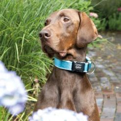 Halsband Classic Preno -Benodigdheden Voor Huisdieren Winkel 0840141 4