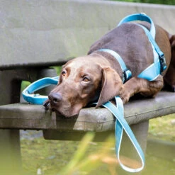 Riem Classic Preno -Benodigdheden Voor Huisdieren Winkel 0840143 3