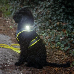 Veiligheidslampje ArmyTek Zippy -Benodigdheden Voor Huisdieren Winkel 0840165 2